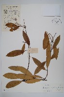 藏品(小錦蘭)的圖片