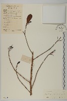 藏品(欖李)的圖片