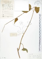 藏品(華他卡藤)的圖片