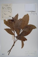 藏品(蕊木)的圖片