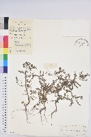 藏品(小返魂)的圖片