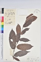 藏品(粗毛野桐)的圖片