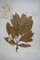 藏品(鷹爪花)的圖片