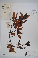 藏品(山橙)的圖片