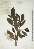 藏品(山黃梔)的圖片