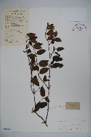 藏品(山銀花)的圖片