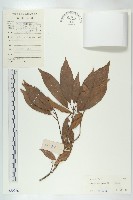 藏品(猴歡喜)的圖片