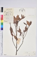 藏品(齒緣吊鐘花)的圖片