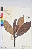 藏品(粗穗柯)的圖片