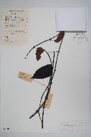 藏品(帘子藤)的圖片