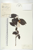 藏品(山紅柿)的圖片