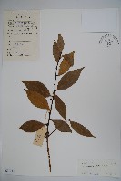 藏品(厚葉冬青)的圖片