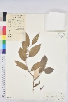 藏品()的圖片
