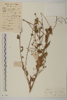 藏品(山白蘭)的圖片