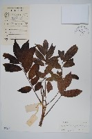 藏品(人面子)的圖片