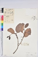 藏品(銀柴)的圖片