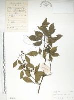 藏品(飛龍掌血)的圖片