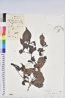 藏品(留萼木)的圖片