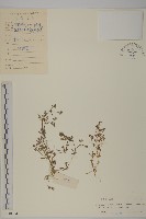 藏品(多莢草)的圖片