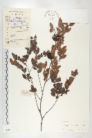 藏品(鏡面柿)的圖片