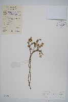 藏品(匙葉蓮子草)的圖片