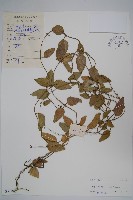 藏品(輪環娃兒藤)的圖片