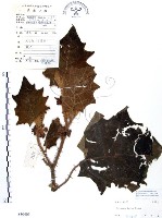 藏品(羊不食、毛茄)的圖片