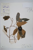 藏品(細基丸)的圖片