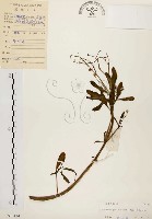 藏品(土人參)的圖片