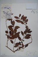 藏品(三花冬青)的圖片