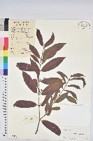 藏品(青紫木、紅背桂)的圖片