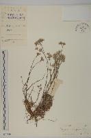 藏品(白鼓釘)的圖片