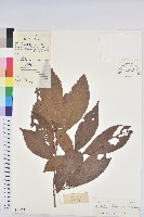 藏品()的圖片