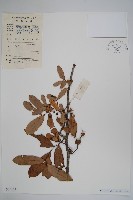 藏品(暗羅、雞爪樹)的圖片