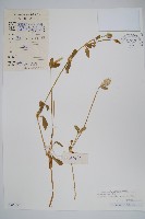 藏品(假千日紅)的圖片