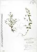 藏品(大籽當藥、巒大當藥)的圖片