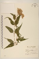 藏品(腺葉澤蘭)的圖片