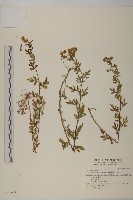 藏品(阿里山油菊)的圖片