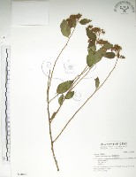 藏品(臺灣繡線菊)的圖片