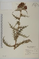 藏品(紫花阿里山薊)的圖片