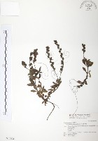 藏品(玉山水苦賈)的圖片