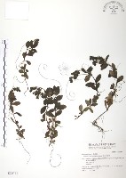 藏品(玉山水苦賈)的圖片