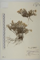 藏品(尼泊爾籟簫)的圖片