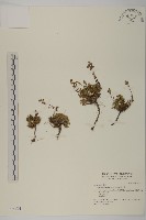 藏品(高山艾)的圖片