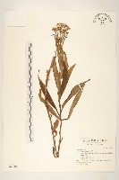 藏品(黃菀)的圖片