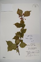 藏品(樺葉莢迷、玉山莢迷)的圖片
