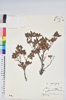 藏品(臺灣高山杜鵑)的圖片