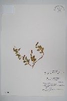 藏品(玉山沙參)的圖片