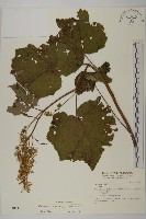 藏品(黃山蟹甲草)的圖片