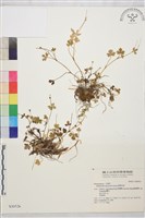 藏品(鹿場毛茛)的圖片